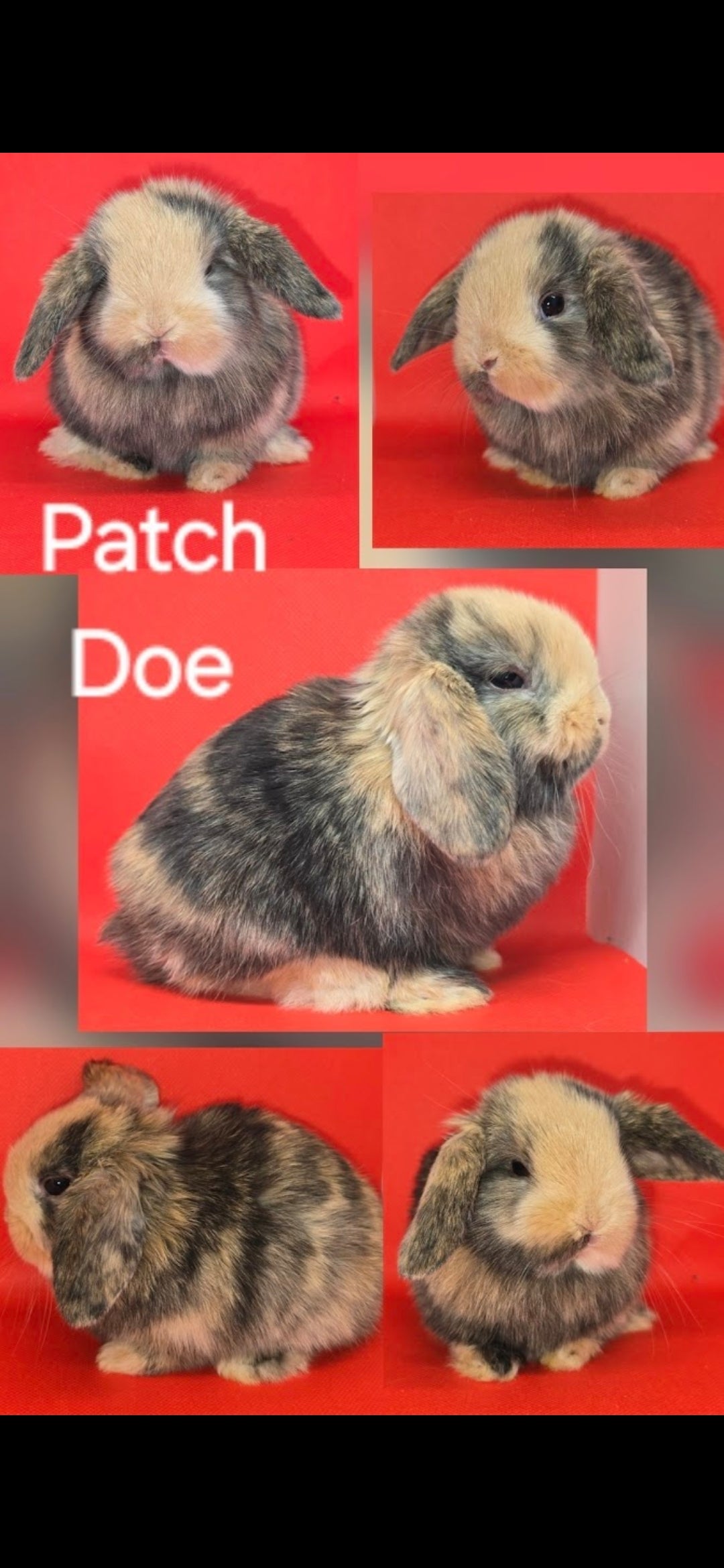 CT: Patch - Holland Lop Doe, $175