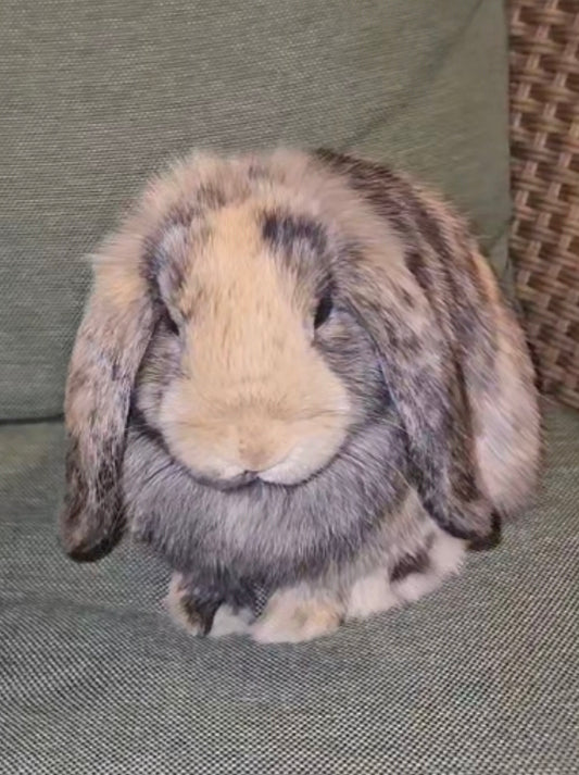 CT: Patch - Holland Lop Doe, $175